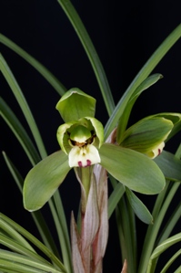 Cymbidium goeringii Gui Yuan Mei AM/AOS 80 pts.